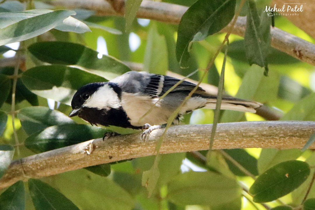 Cinereous Tit